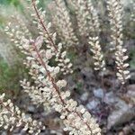 Alyssum alyssoides Fruit