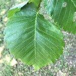 Ulmus minor Yaprak