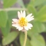 Tridax procumbensBlüte