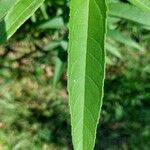 Helianthus pauciflorusপাতা