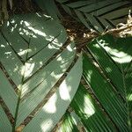 Sclerosperma mannii Blatt