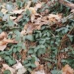 Chimaphila maculata Hábito