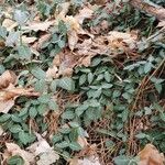 Chimaphila maculata 整株植物