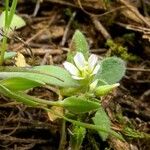 Cerastium diffusum Fula