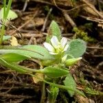 Cerastium diffusum Blüte