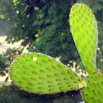 Opuntia rufida Blad