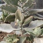 Kalanchoe beharensis Celota