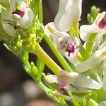 Fumaria parviflora Flower