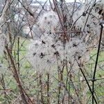 Clematis vitalba Vrucht