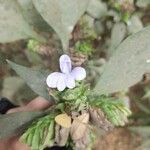 Barleria strigosa Flower