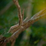 Guaiacum officinale Bark
