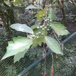 Solanum stellatiglandulosum Hoja