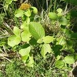 Viburnum lantanaBlad