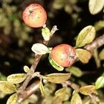 Cotoneaster dammeri फल