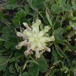 Trifolium fucatum Natur