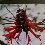 Erythrina americana Blomma