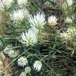 Trifolium pannonicum Habit