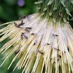 Cirsium erisithales Цвят