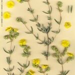 Helianthemum syriacum Otro