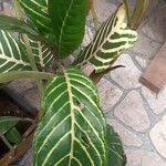 Sanchezia nobilis Folha