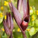 Serapias vomeracea Flor