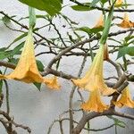 Brugmansia versicolor 花