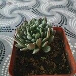 Echeveria agavoides Feuille