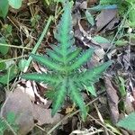 Doryopteris concolor Leaf