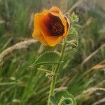 Abutilon hirtum Costuma