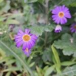 Machaeranthera tanacetifolia Flor
