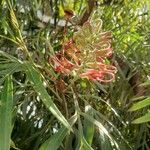 Grevillea banksii花