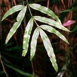 Pteris cretica Blatt