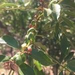 Cassia abbreviata Froito