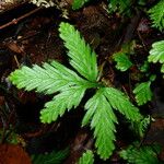 Selaginella parkeri Облик