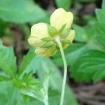 Potentilla erecta Цвят