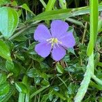 Heterotis decumbens Blüte