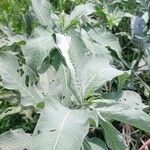 Persicaria senegalensis Folha