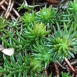 Petrosedum forsterianum Hoja