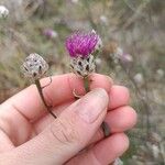 Centaurea alba Fiore