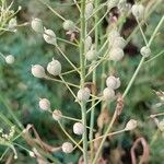 Camelina sativa ഫലം