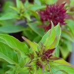 Ocimum kilimandscharicum Flower