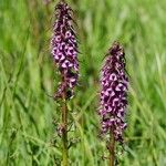 Pedicularis groenlandica Συνήθη χαρακτηριστικά