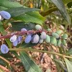 Mahonia fortunei Fruit