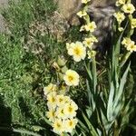 Sisyrinchium striatum Flower