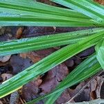 Carex pendula Feuille