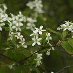 Amelanchier bartramiana