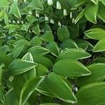 Polygonatum biflorum Φύλλο