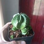 Euphorbia pulvinata Folio