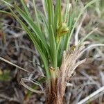 Carex halleriana Staniste