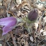 Anemone pulsatilla Virág